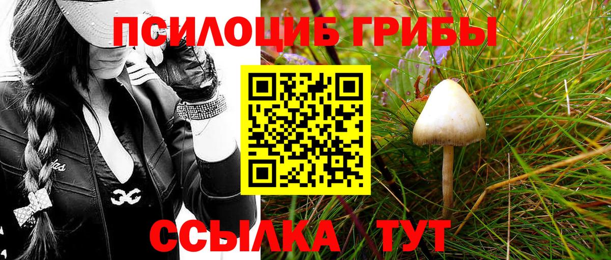 Псилоцибиновые грибы Psilocybine cubensis Новозыбков