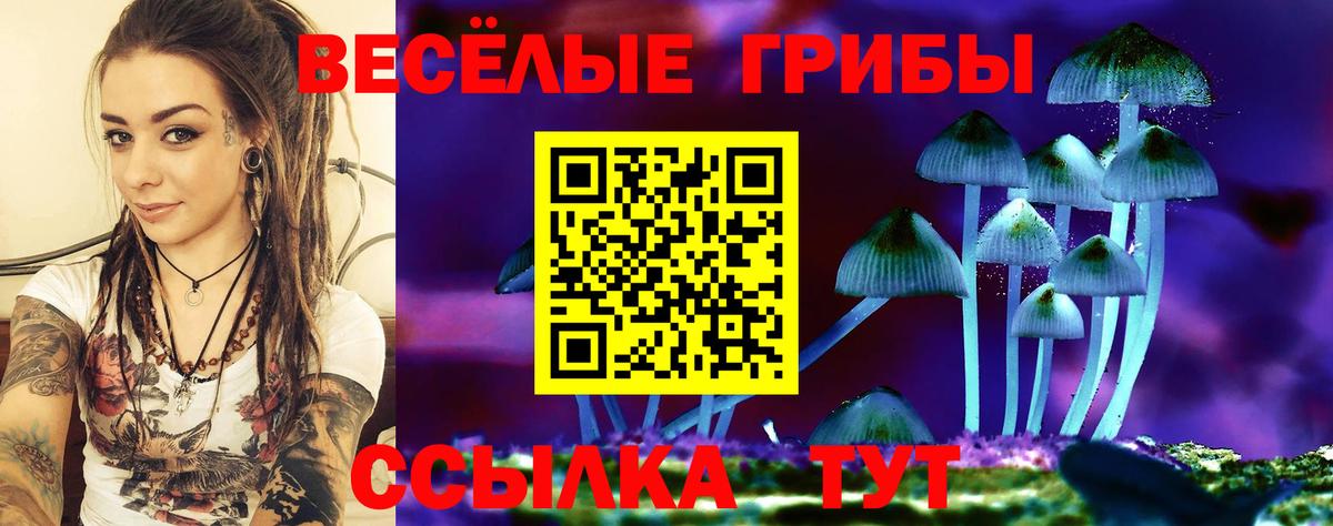 Новозыбков  где купить наркотик  Вход с VPN  Галлюциногенные грибы Psilocybine cubensis  Галлюциногенные грибы Magic Shrooms 